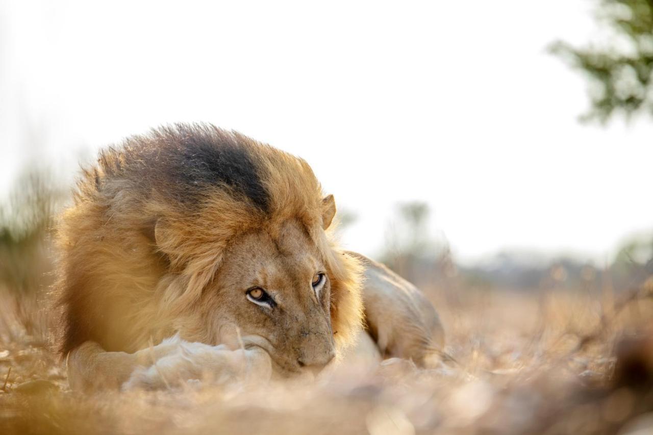 Jabulani Safari Villa Kapama Game Reserve Ngoại thất bức ảnh