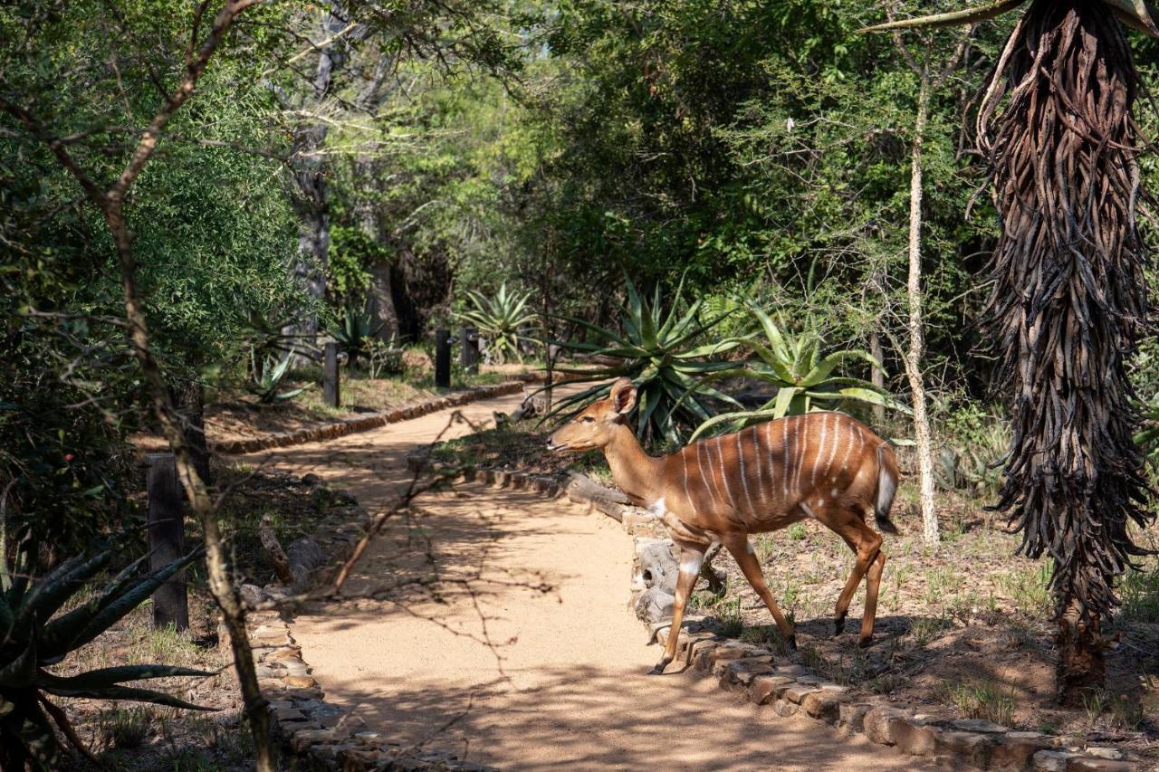 Jabulani Safari Villa Kapama Game Reserve Ngoại thất bức ảnh